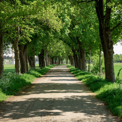 Die Freiham-Allee verbindet das Gut Freiham mit Gräfelfing.