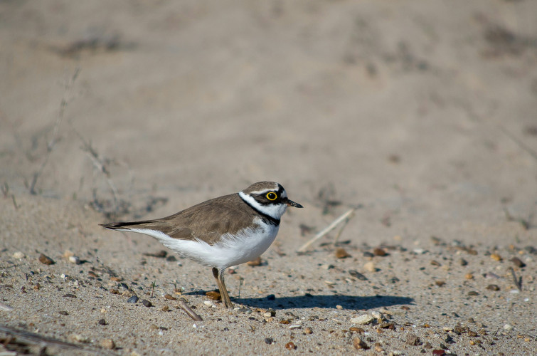 The picture shows a little ringed plover standing on fine sandy soil. You can see small, different colored stones in the sand.