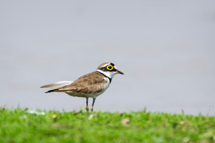 The picture shows a little ringed plover on a green meadow. The bird has a striking yellow-rimmed eye.