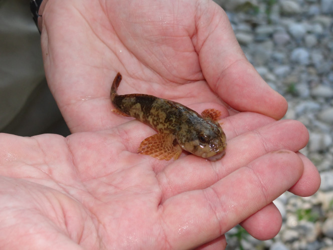 Auf dem Bild liegt eine Mühlkoppe auf der Handfläche einer Person. Die Hände sind zum Schutz vor dem Herunterfallen teilweise übereinandergelegt. Dadurch entsteht eine Kuhle, in der der Fisch sicher aufgehoben is