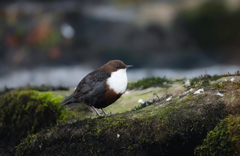 Auf dem Bild sitzt eine Wasseramsel auf einem abgebrochenen Baumstamm in einem Fluss. An einem der Äste, die sich am Baumstamm verfangen haben, hängt verrottetes Laub.