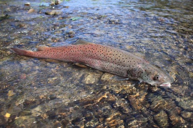 Auf dem Bild schwimmt ein Huchen in einem klaren, seichten Fluss. Der Fisch ist mit schwarzen, kleinen Punkten bedeckt. Im Flussbett sind verschiedene Steine zu sehen.